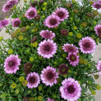 花粉症