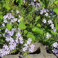 庭の芝桜 （１）３種