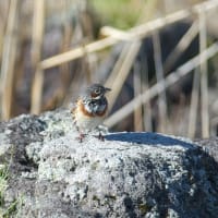 ホオジロ科の鳥たち　ノジコ
