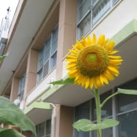 「真夏の到来～１学期終了間近～」