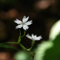 真夏日の植物園の花