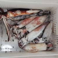 剣先イカ釣り