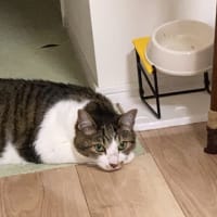 新しいキャットタワー