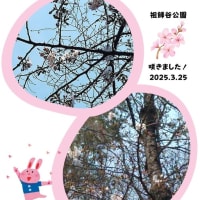 祖師谷公園の桜も今日開花！　3/25