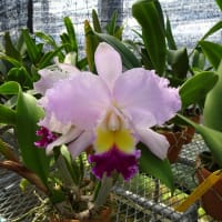 Rlc. R. Nayayama  ' Okayama ' x Rlc. Navigator ' Ten Years After ' 　（株No.2623）