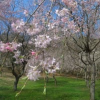 桜の見えるカフェ