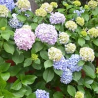 川越八幡宮の紫陽花