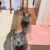 お留守番中