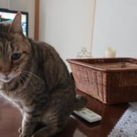 そぉ？ (＝^・ω・^＝)ニャー