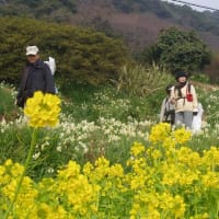 をぐれず水仙郷　その２