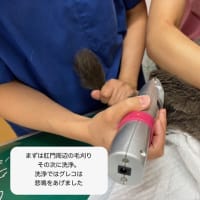 高齢猫の治療と看取りが続く　７