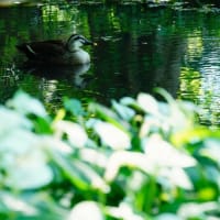 ハンゲショウ、コバギボウシ、コマツナギとカルガモ（板橋区立赤塚植物園 2025.6.21撮影）