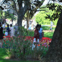 昭和記念公園　パークトレインからのチューリップ畑景色　　　28
