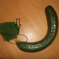 収穫