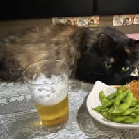 看板猫のいるお店で猫飲み スナック仔猫さん (2408)