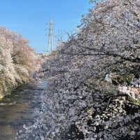 きなこと桜のお花見 2024!