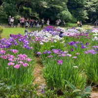 花菖蒲