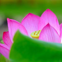 神代植物公園（7/15）