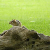 朝の散歩