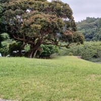 追悼！長嶋茂雄さん語録集「アメリカの子供は英語がうまいね」「今年、初めて還暦を迎えまして…」、、長嶋さん有り難う、、2025年6月4日(水)報道より、、