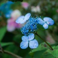 興福寺の「紫陽花季」　2025/6/8