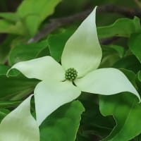 ヤマボウシの花が咲きました！