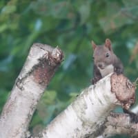 エゾリスさん、おはよー（北海道沙流郡日高町　山日高）