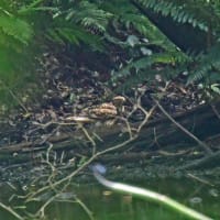 オオタカ幼鳥の～今季、初見の地上に降りた精悍な姿ほか・・・