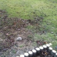 はりねずみ　くり坊　とある場所にたたずむ。