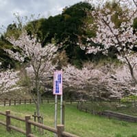 テスト 河内ダムの桜
