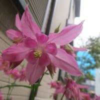花開く季節②　4月後半（自宅）