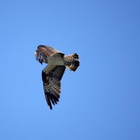 03/30探鳥記録写真：遠賀川河口堰の鳥たち（ミサゴの狩り模様、アオサギの飛翔、、カワウの飛翔、）