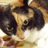 父の入院と手術