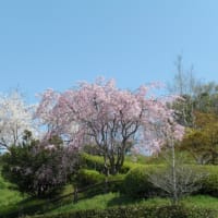 サクラ，さくら，桜 その2