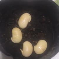 枝豆の種まき‘25
