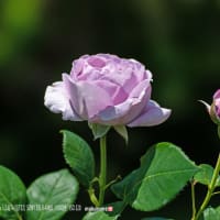 薔薇　花弁の質感　3枚