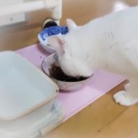 久々の猫缶