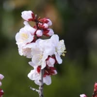 大仙公園の梅の花（２０２５年３月６日）