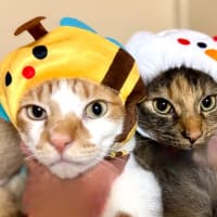 hatenaブログでよろしくお願いします