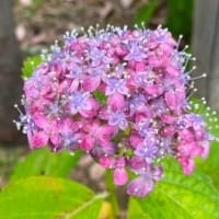 三宝水再生センターの紫陽花(^^♪