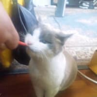 ノンちゃん