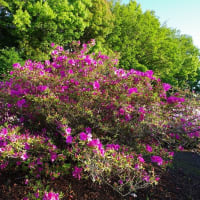 新緑輝くつつじの丘