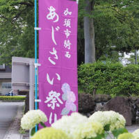 騎西あじさい