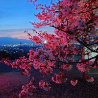 甲州蚕影桜 ﾗｲﾄｱｯﾌﾟ