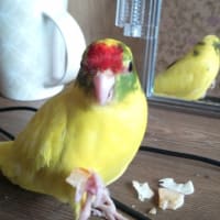 レモンの日記