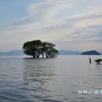 昨日の続きで夕刻近くの琵琶湖湖岸