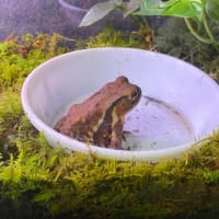どろどろ