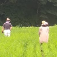 田んぼオーナー　除草作業