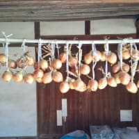 玉ねぎネオアース収穫