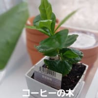 ダイソーの観葉植物100円　コーヒーの木を育てる
